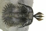 Short Trident Walliserops Trilobite - Timrzit, Morocco #275309-1